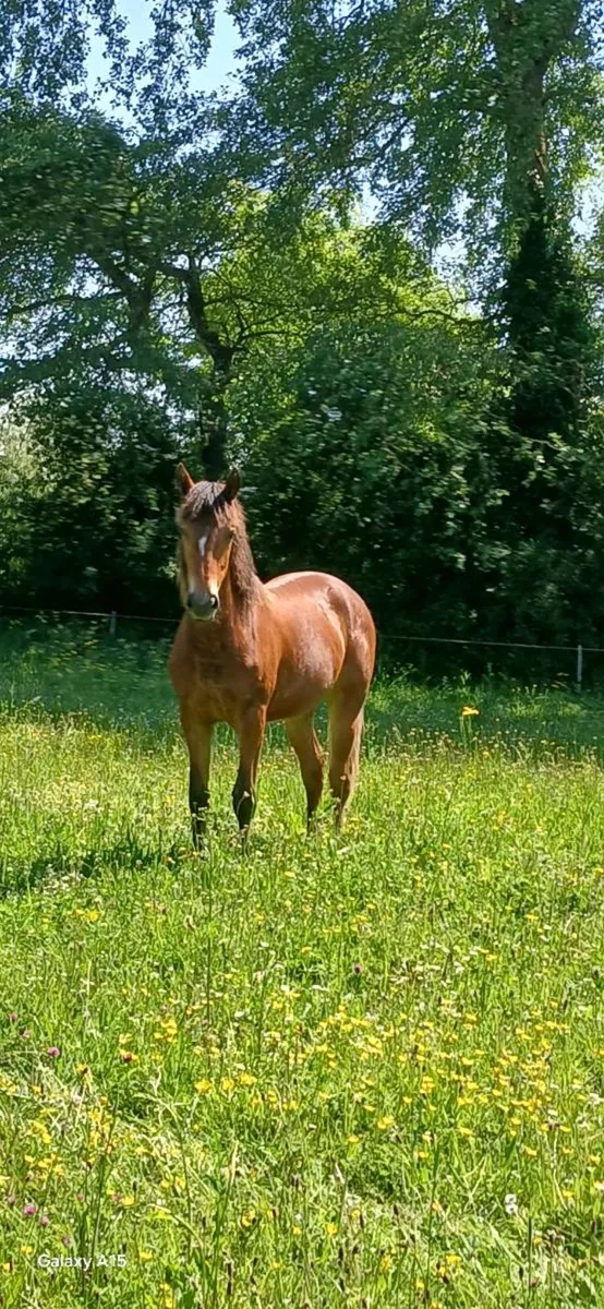 A Super Connemara Bay Filly - Image 4