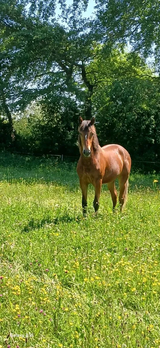 A Super Connemara Bay Filly - Image 3