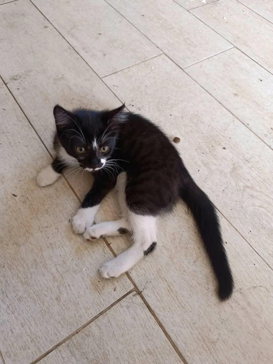 Cat and kitten - Image 1