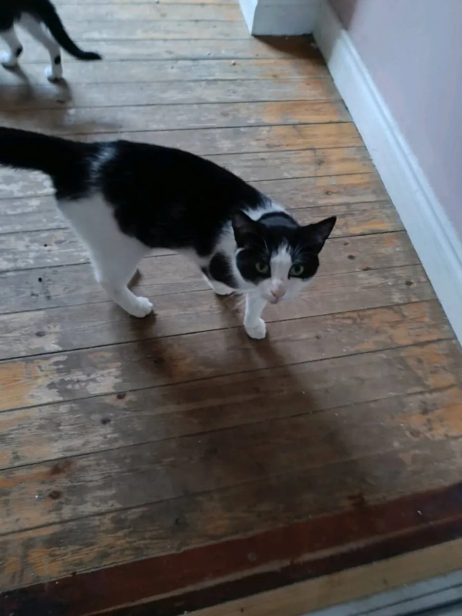 Cat and kitten - Image 2