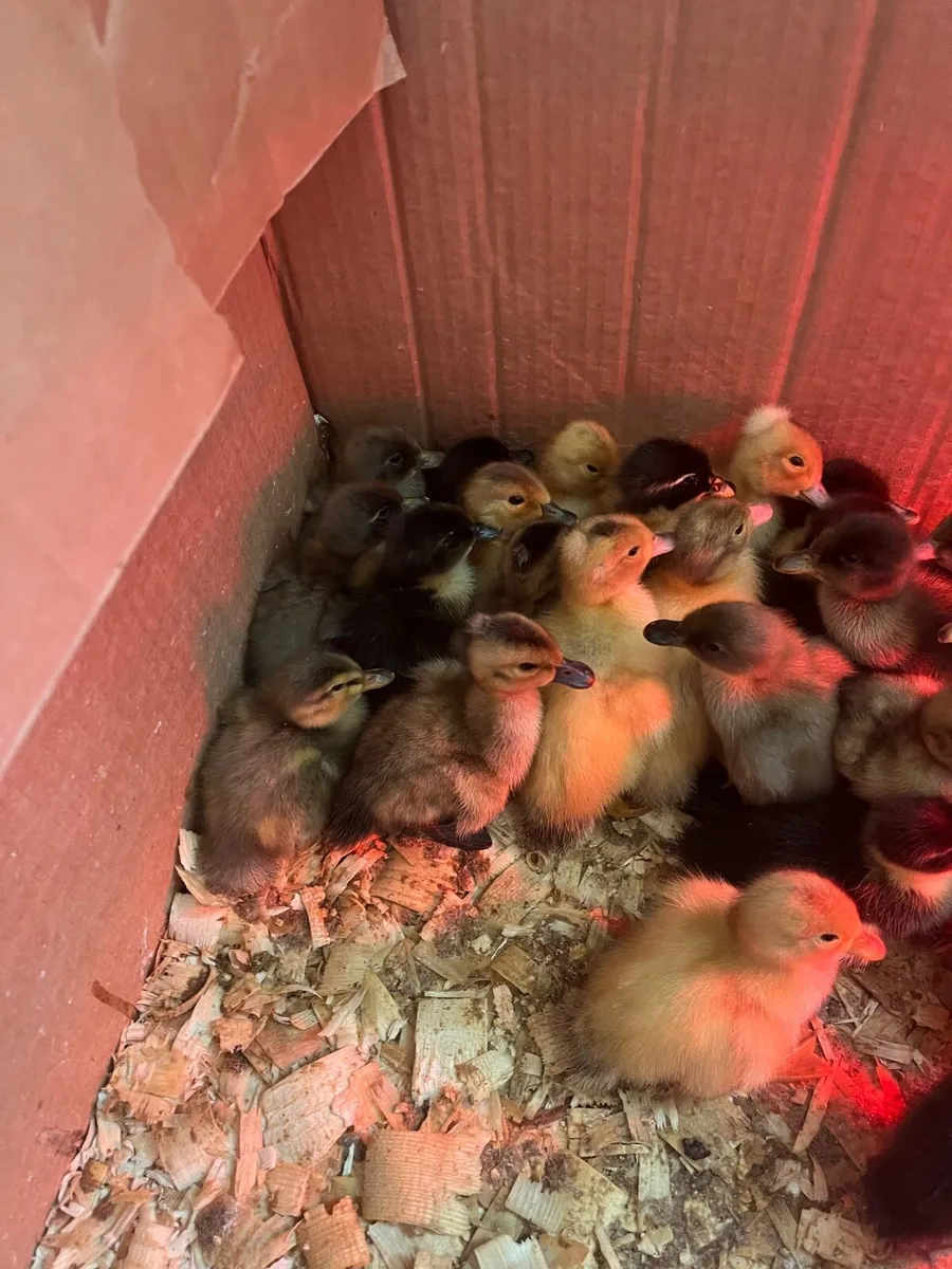 Day old Ducklings - Image 1