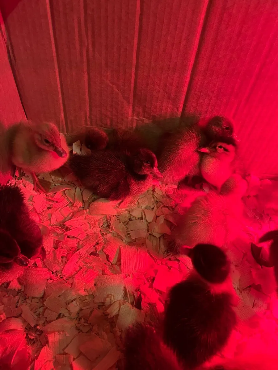Day old Ducklings - Image 2