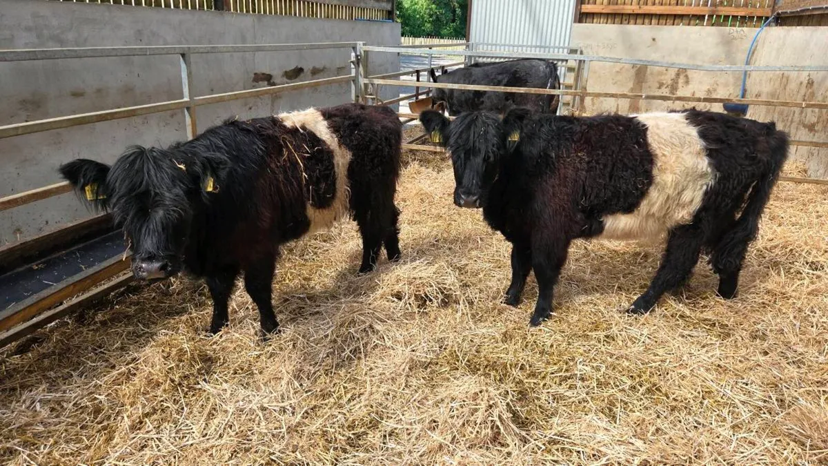 Beltie Heifers - Image 4