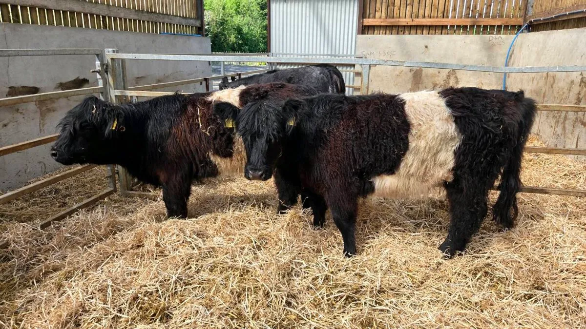 Beltie Heifers - Image 1