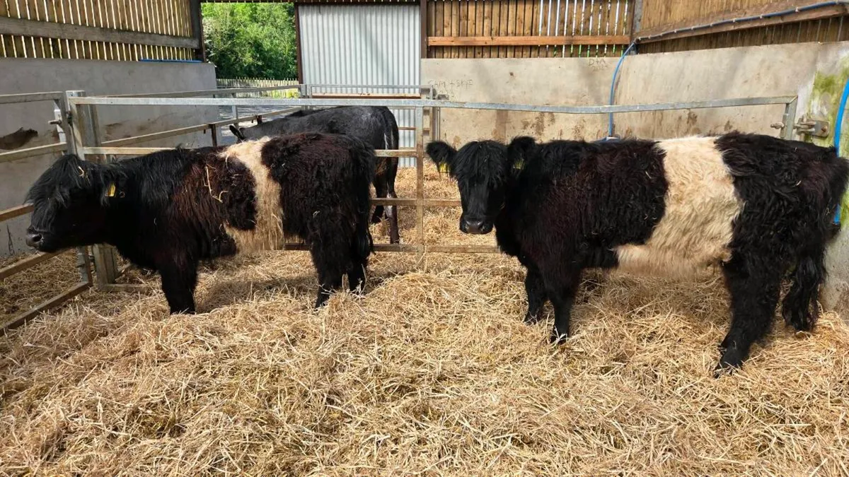 Beltie Heifers - Image 2