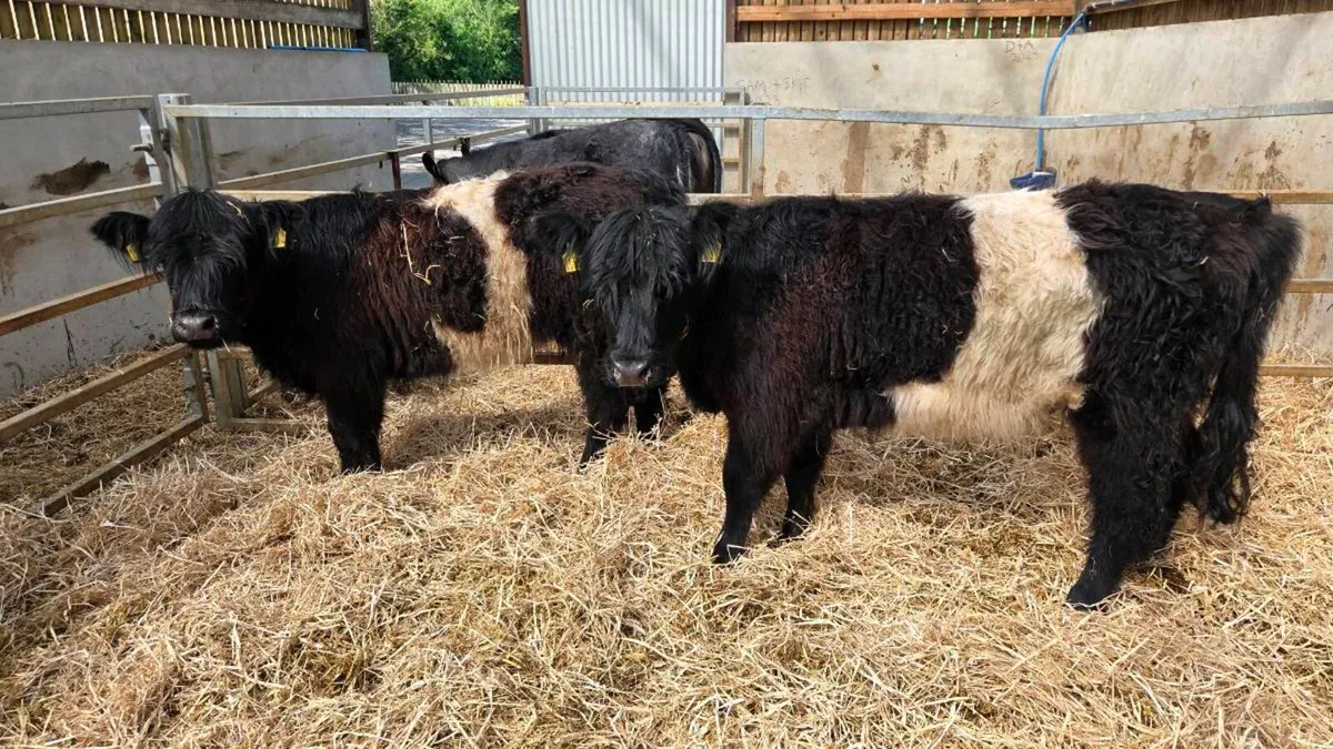 Beltie Heifers - Image 3