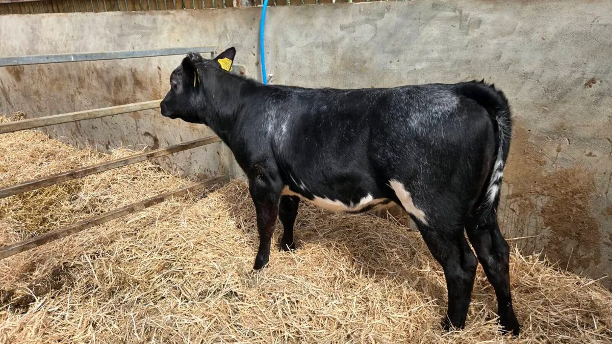 Belgian Blue Heifer - Image 1
