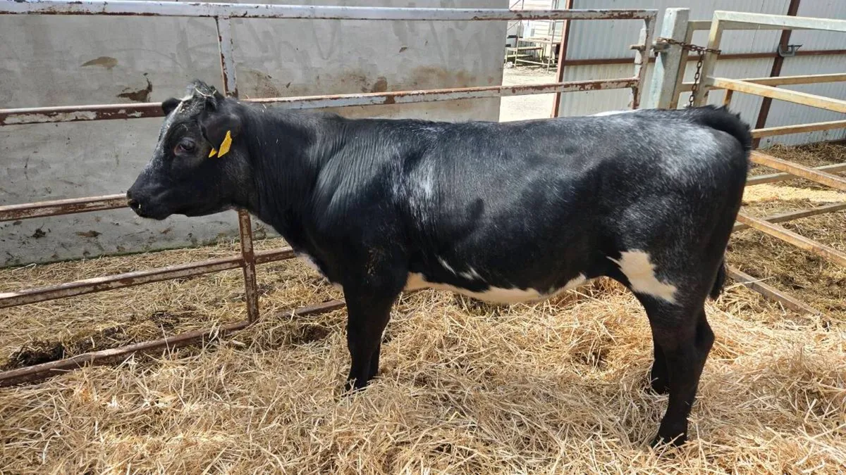 Belgian Blue Heifer - Image 2