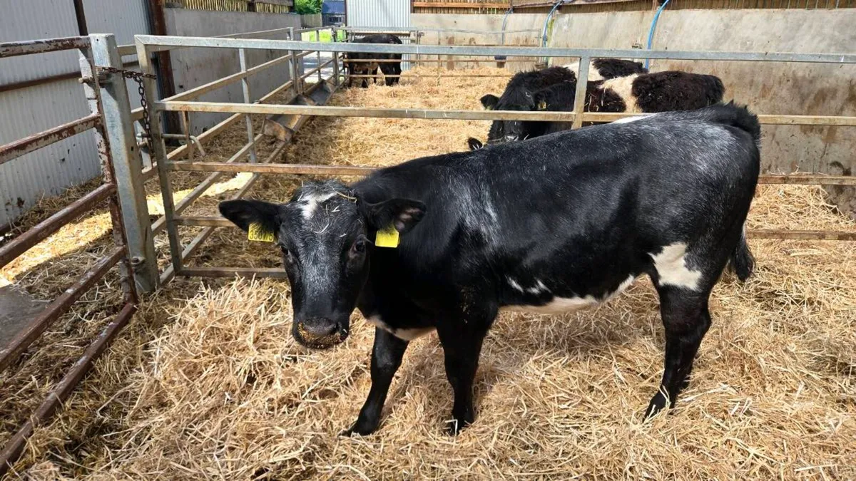 Belgian Blue Heifer - Image 3