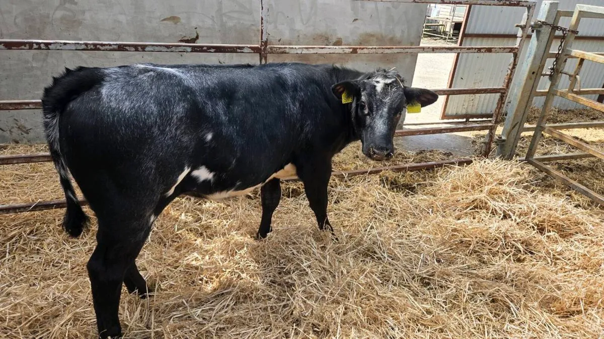 Belgian Blue Heifer - Image 4