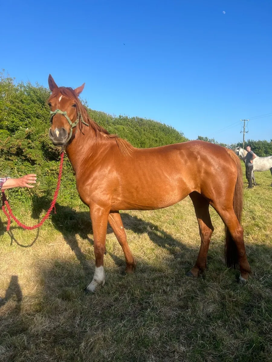 Chestnut filly - Image 4
