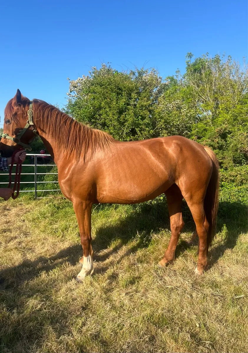 Chestnut filly - Image 1