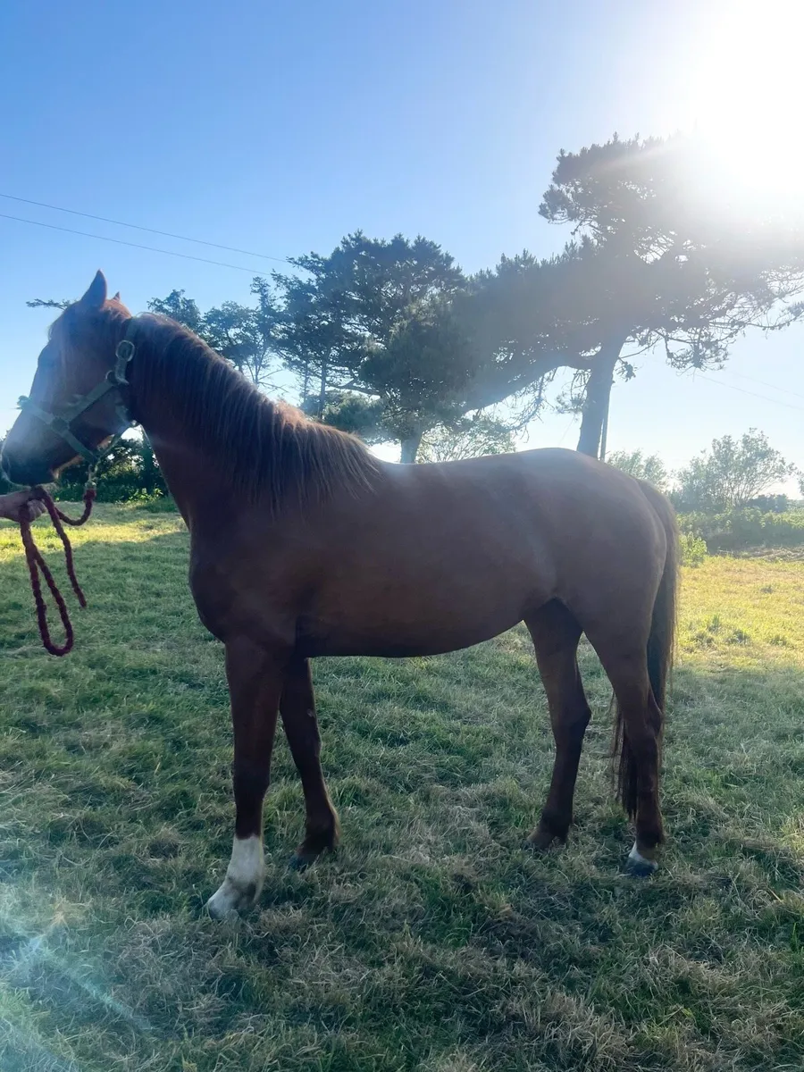 Chestnut filly - Image 2