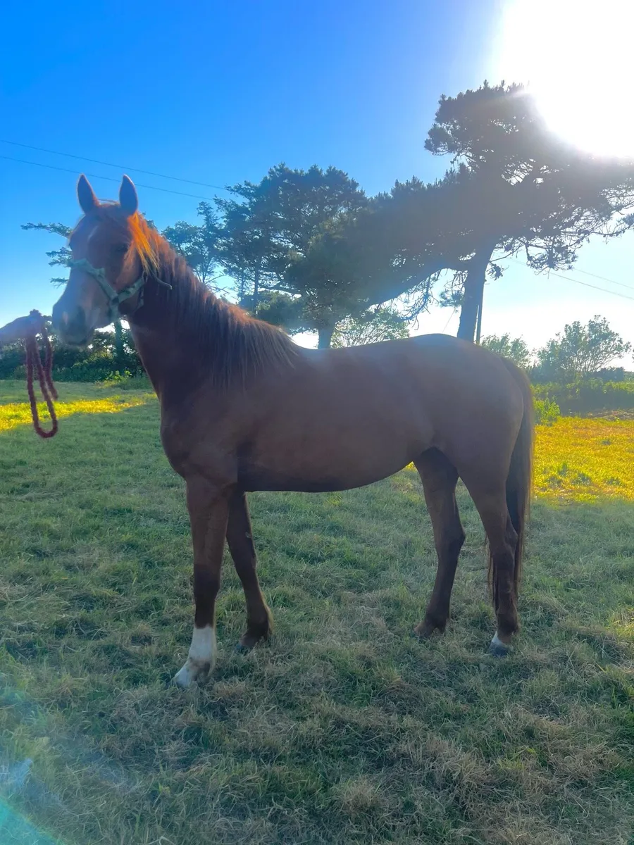 Chestnut filly - Image 3