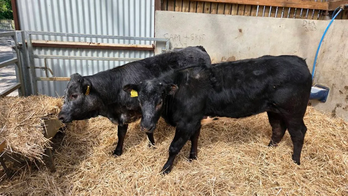 Blue Grey Heifers! Cow Makers - Image 3
