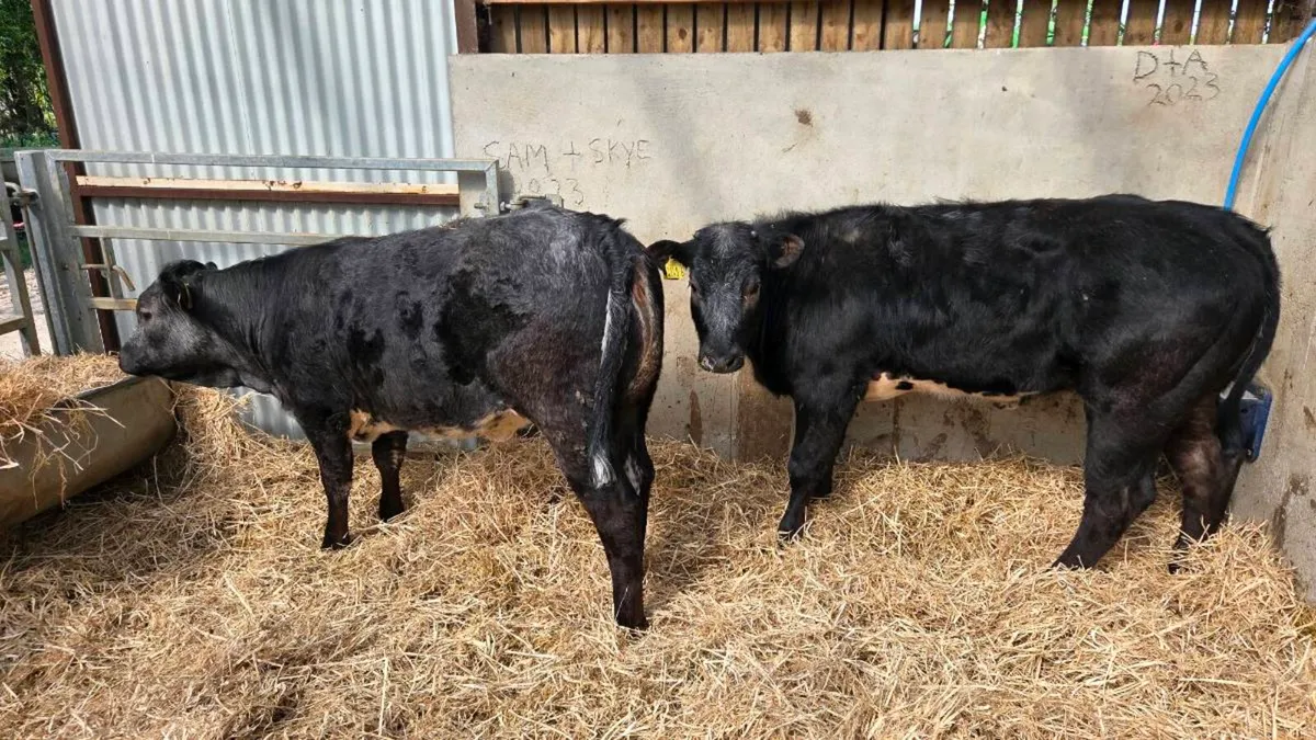 Blue Grey Heifers! Cow Makers - Image 2