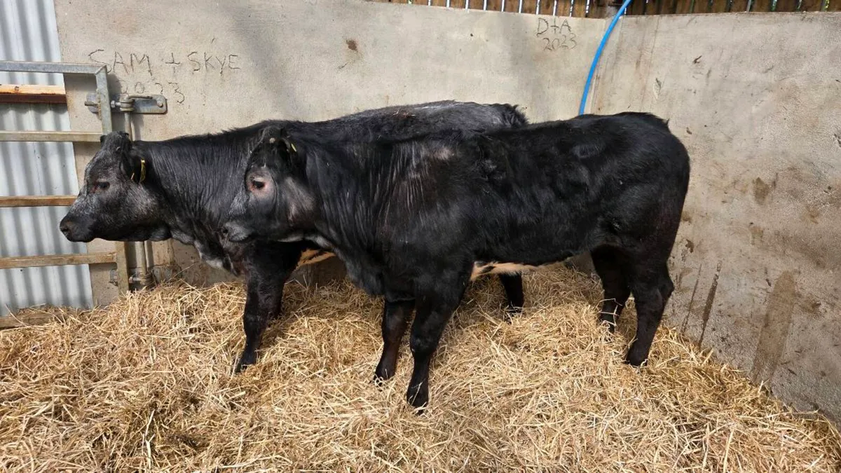 Blue Grey Heifers! Cow Makers - Image 1