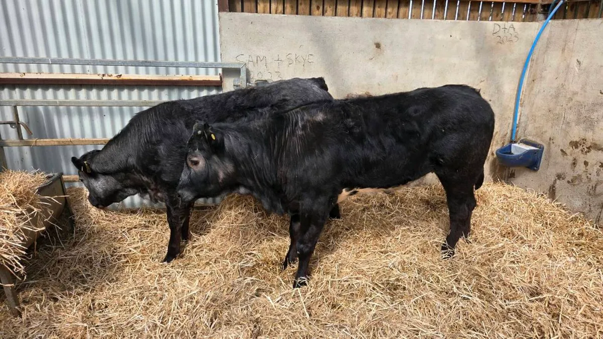 Blue Grey Heifers! Cow Makers - Image 4