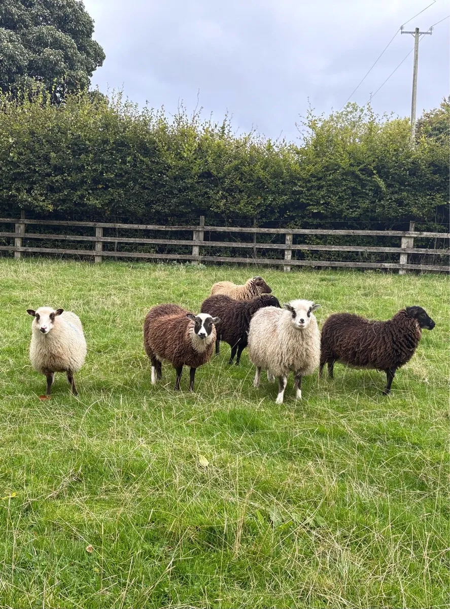 Shetland Ewes & Lambs - Image 2