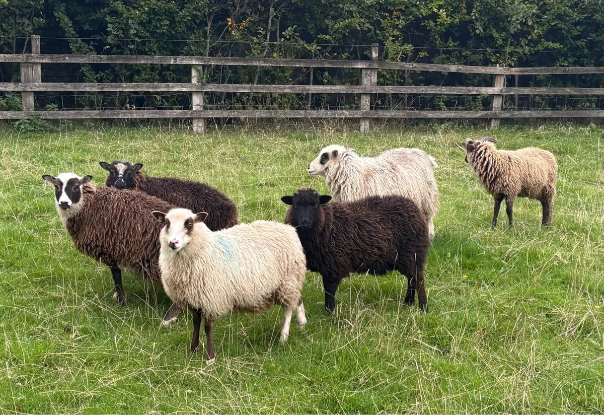 Shetland Ewes & Lambs - Image 3
