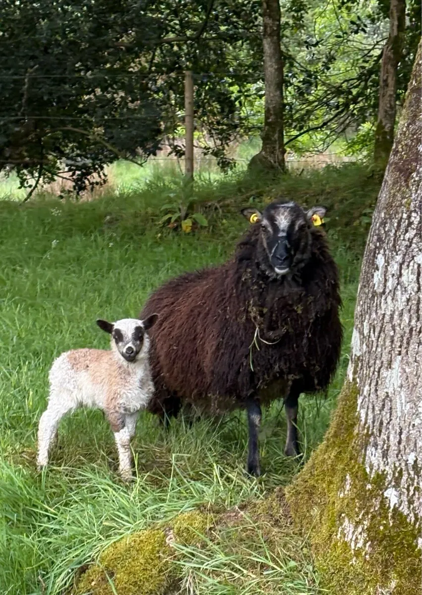 Shetland Ewes & Lambs - Image 1