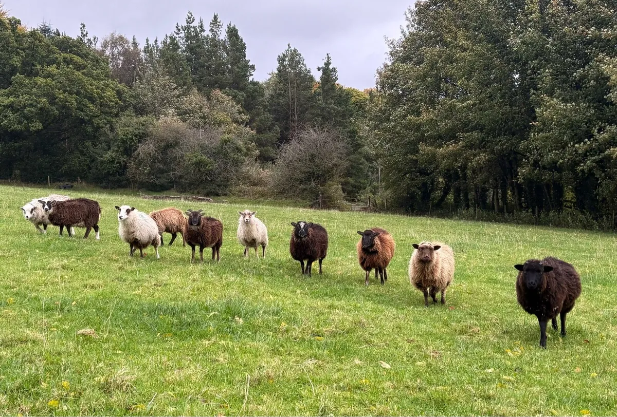Shetland Ewes & Lambs - Image 4