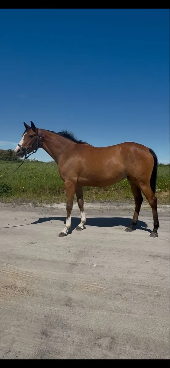 3 Year Old Santiago Filly - Image 1
