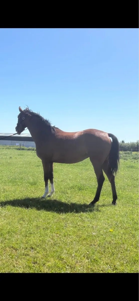 3 Year Old Santiago Filly - Image 4