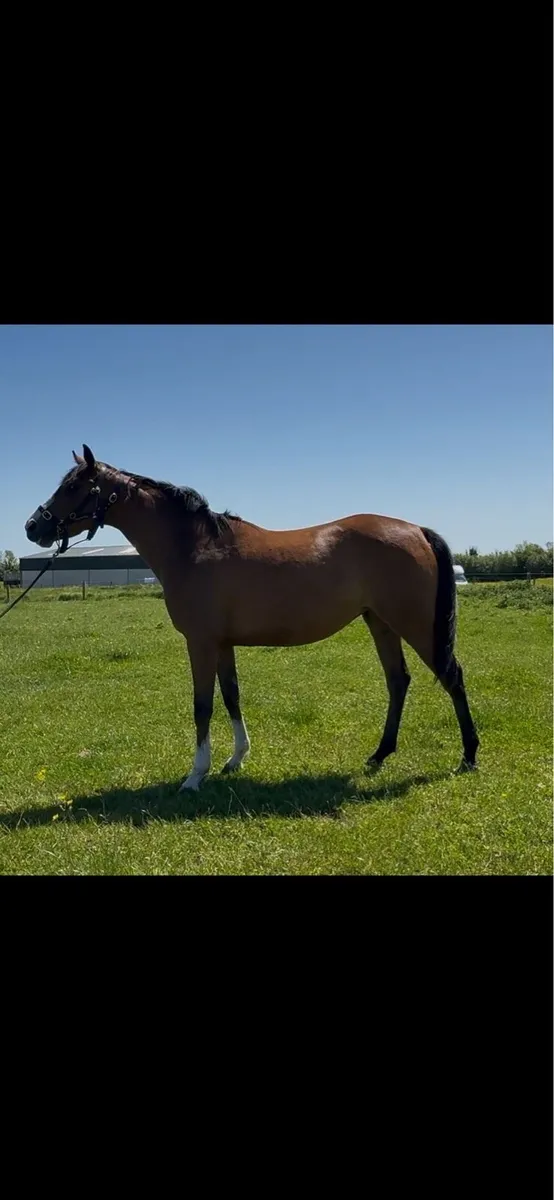 3 Year Old Santiago Filly - Image 2