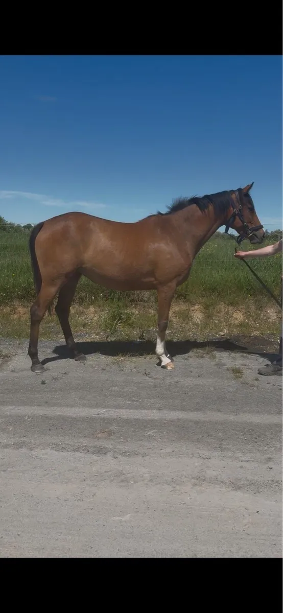 3 Year Old Santiago Filly - Image 3