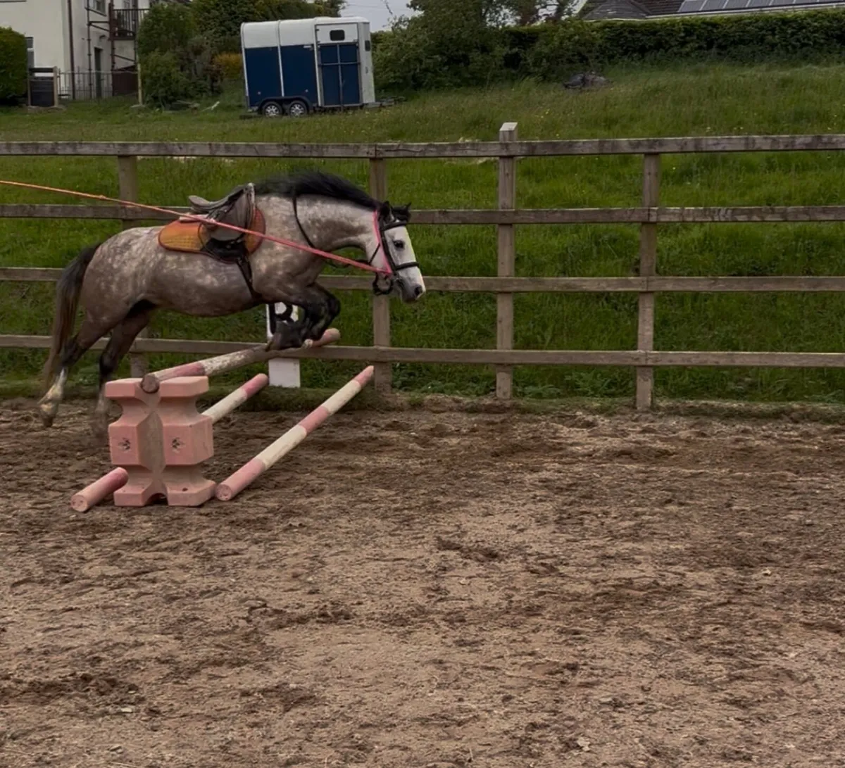 Pony - Image 1