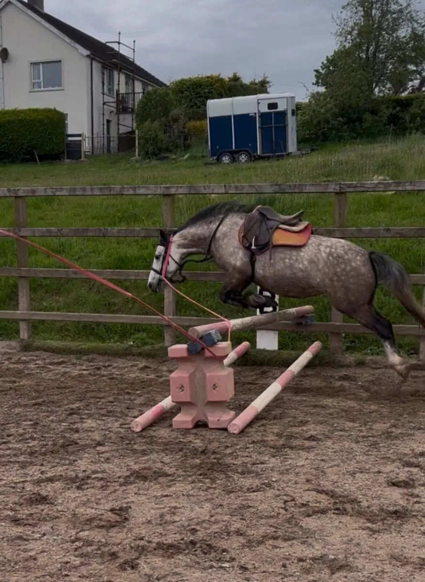 Pony - Image 2
