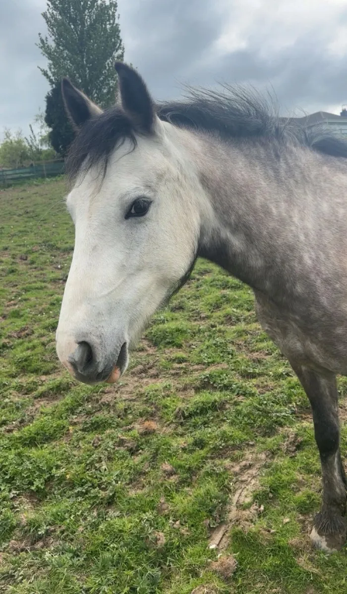 Pony - Image 4