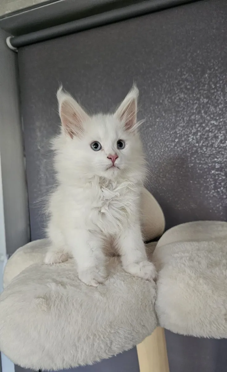 *Both reserved* Maine Coon kittens - Image 3