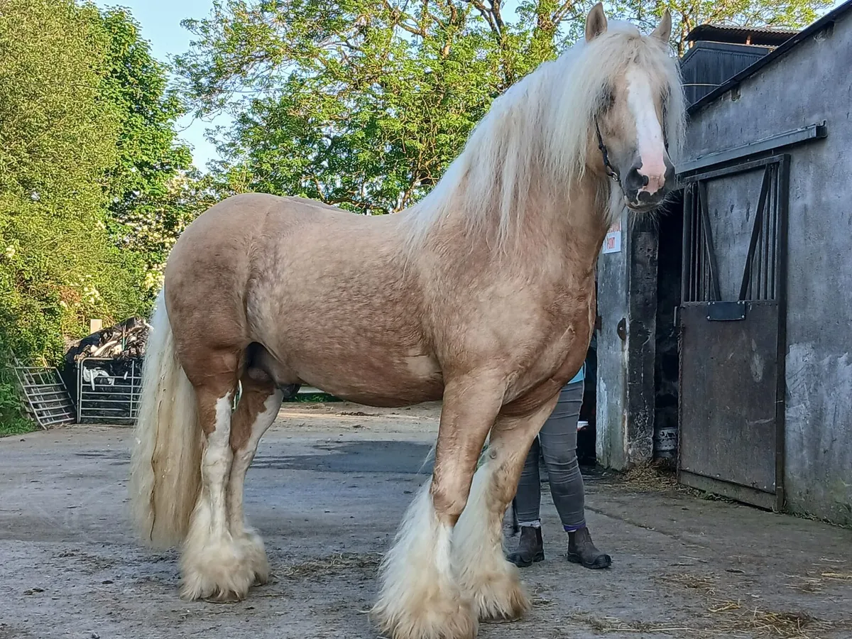 Sandstorm warrior at Stud - Image 1