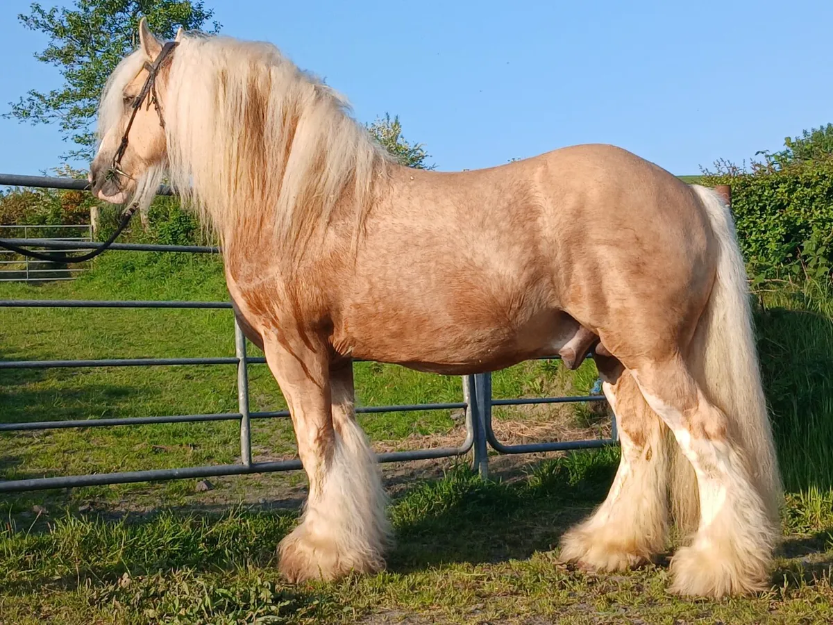 Sandstorm warrior at Stud - Image 2