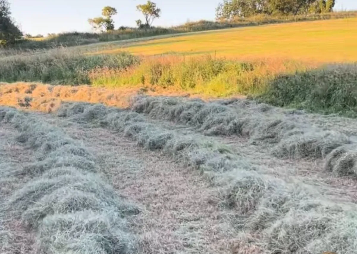 For sale soft green hay for sheep /cattle fertilze - Image 1