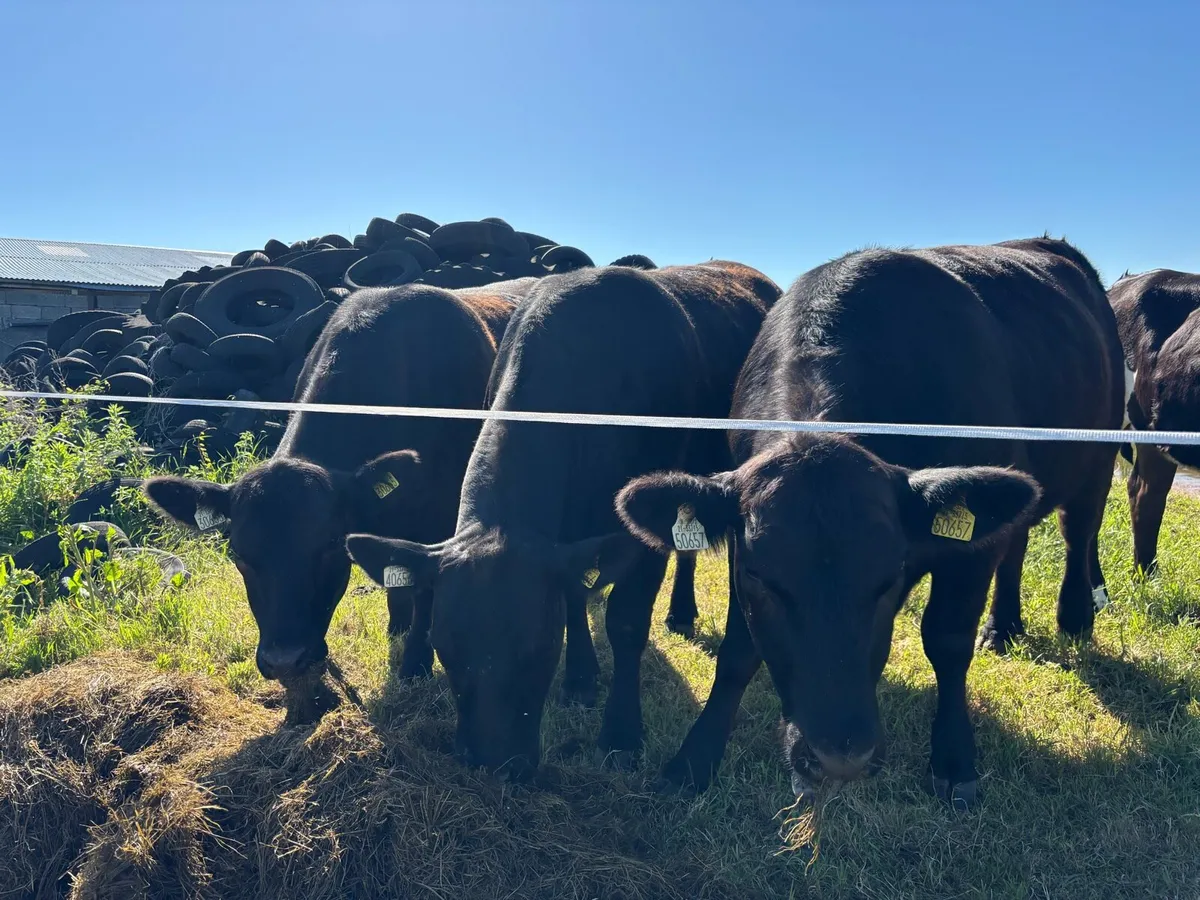 Pedigree Angus incalf heifers - Image 2