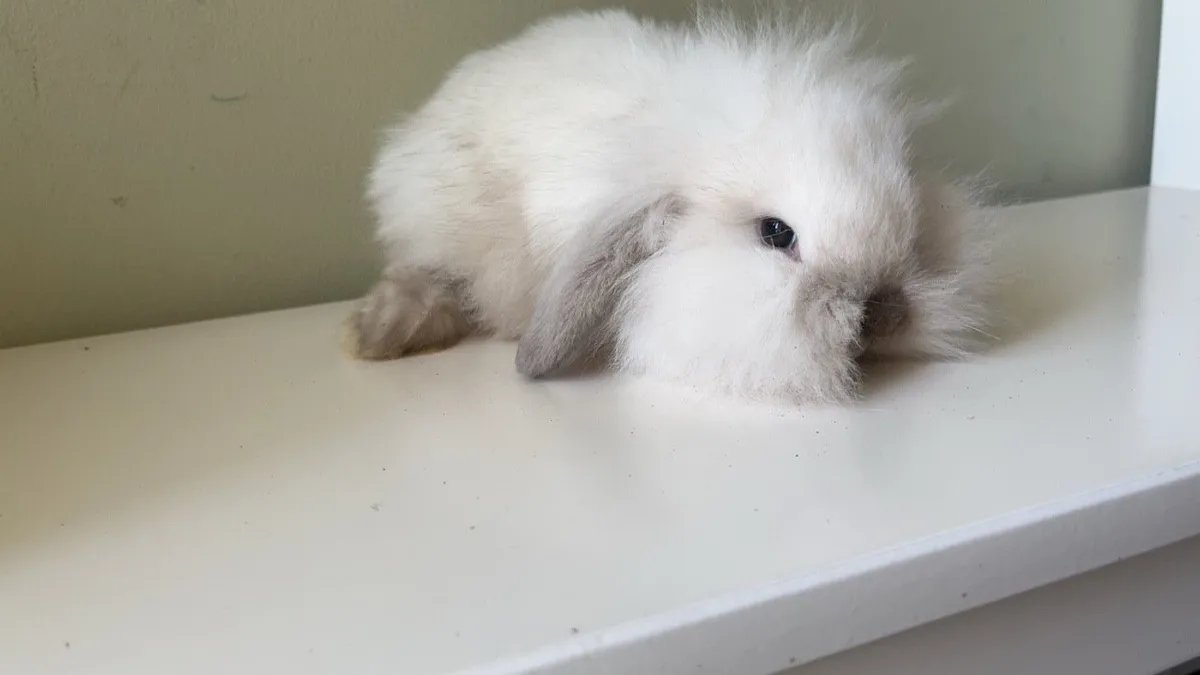 Mini and lion lop rabbits - Image 1