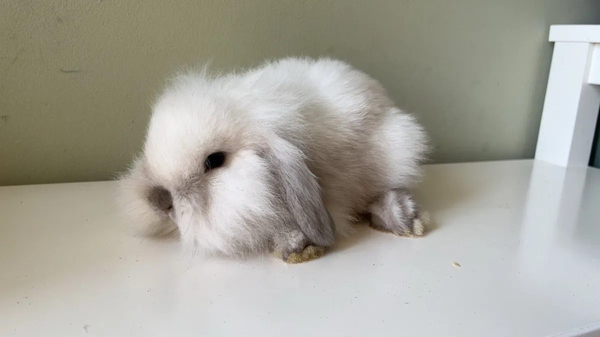 Mini and lion lop rabbits - Image 2
