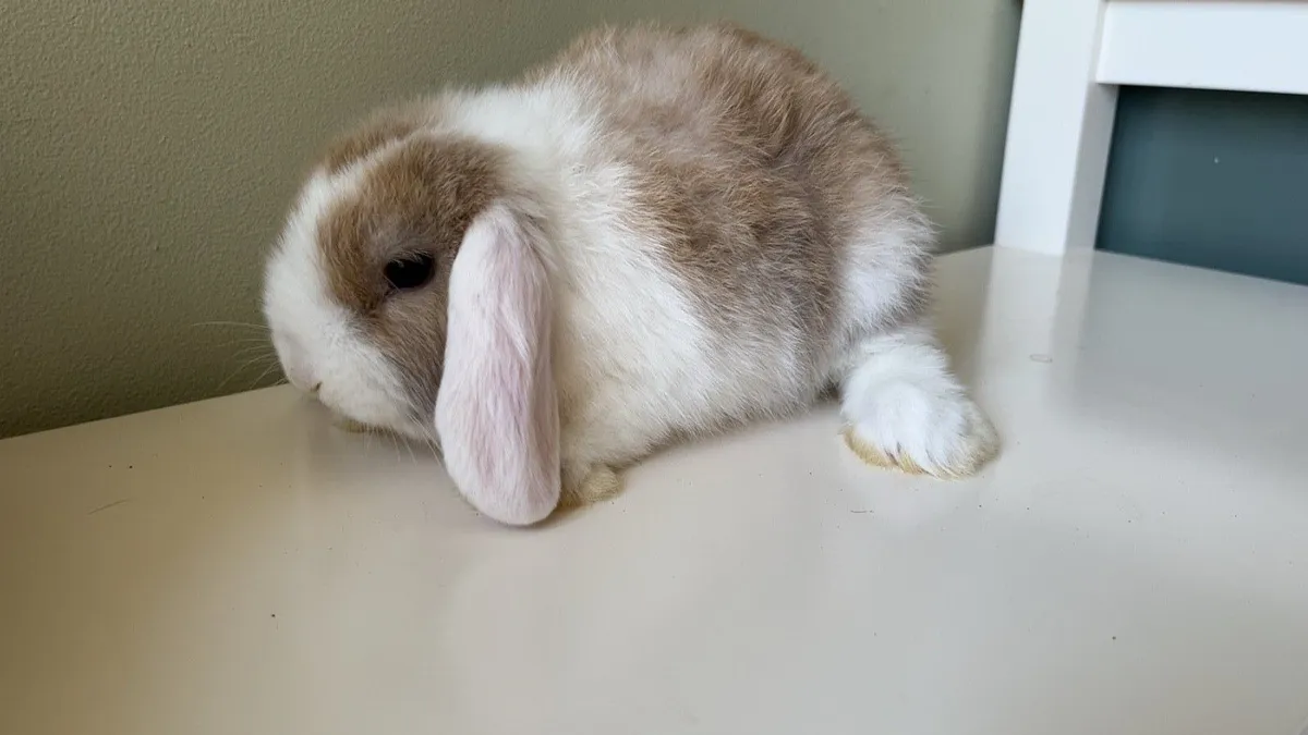 Mini and lion lop rabbits - Image 3