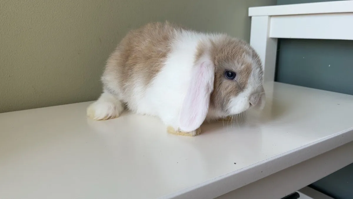 Mini and lion lop rabbits - Image 4
