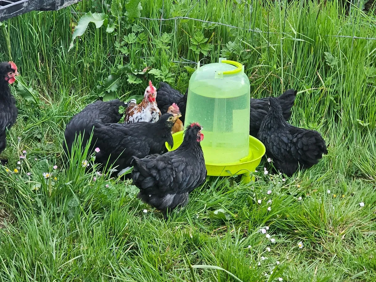 Bantam chiks