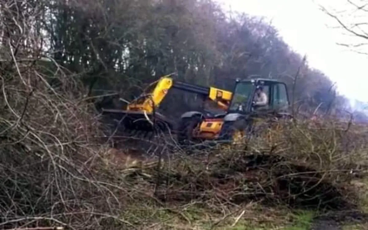 Free Tree Felling & Removal - Image 3