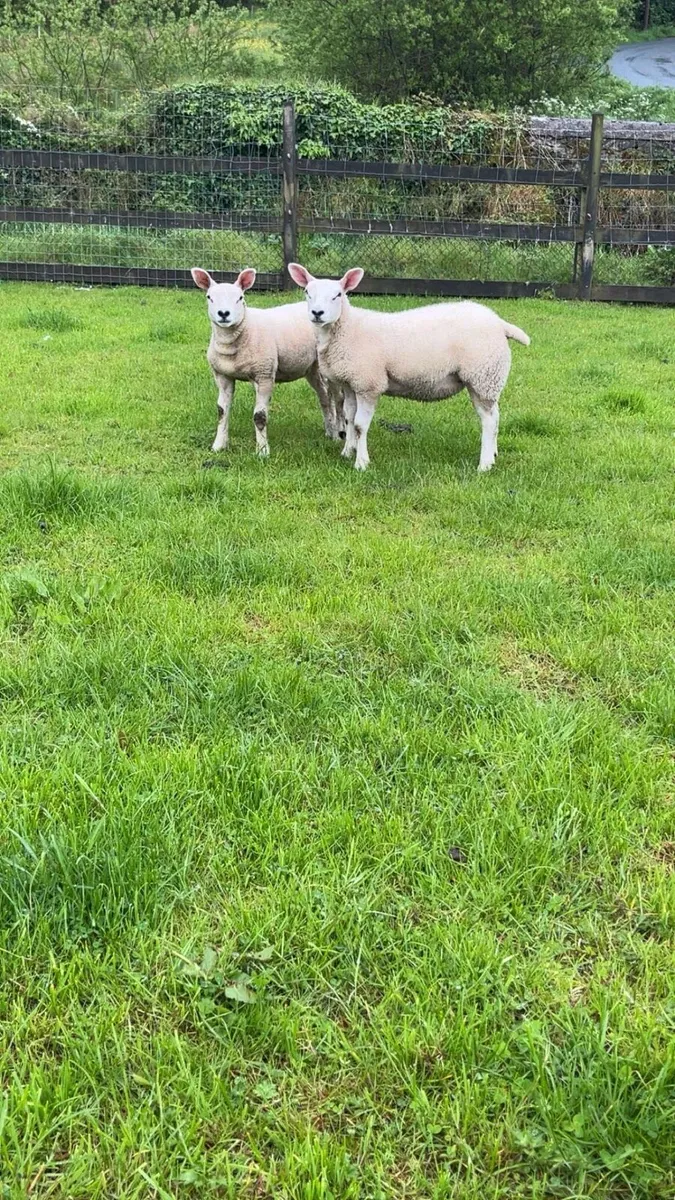 Ewe lambs