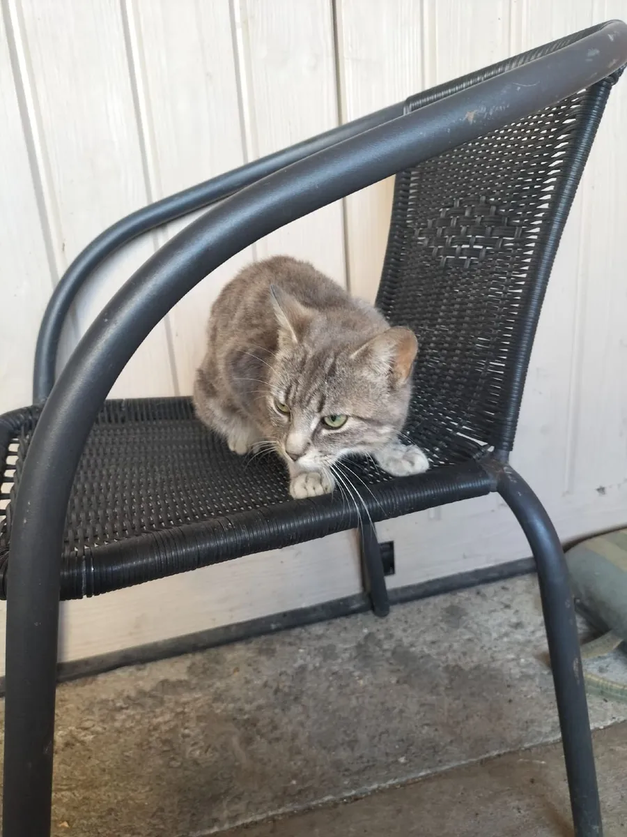 Tom (male) cat - Image 3