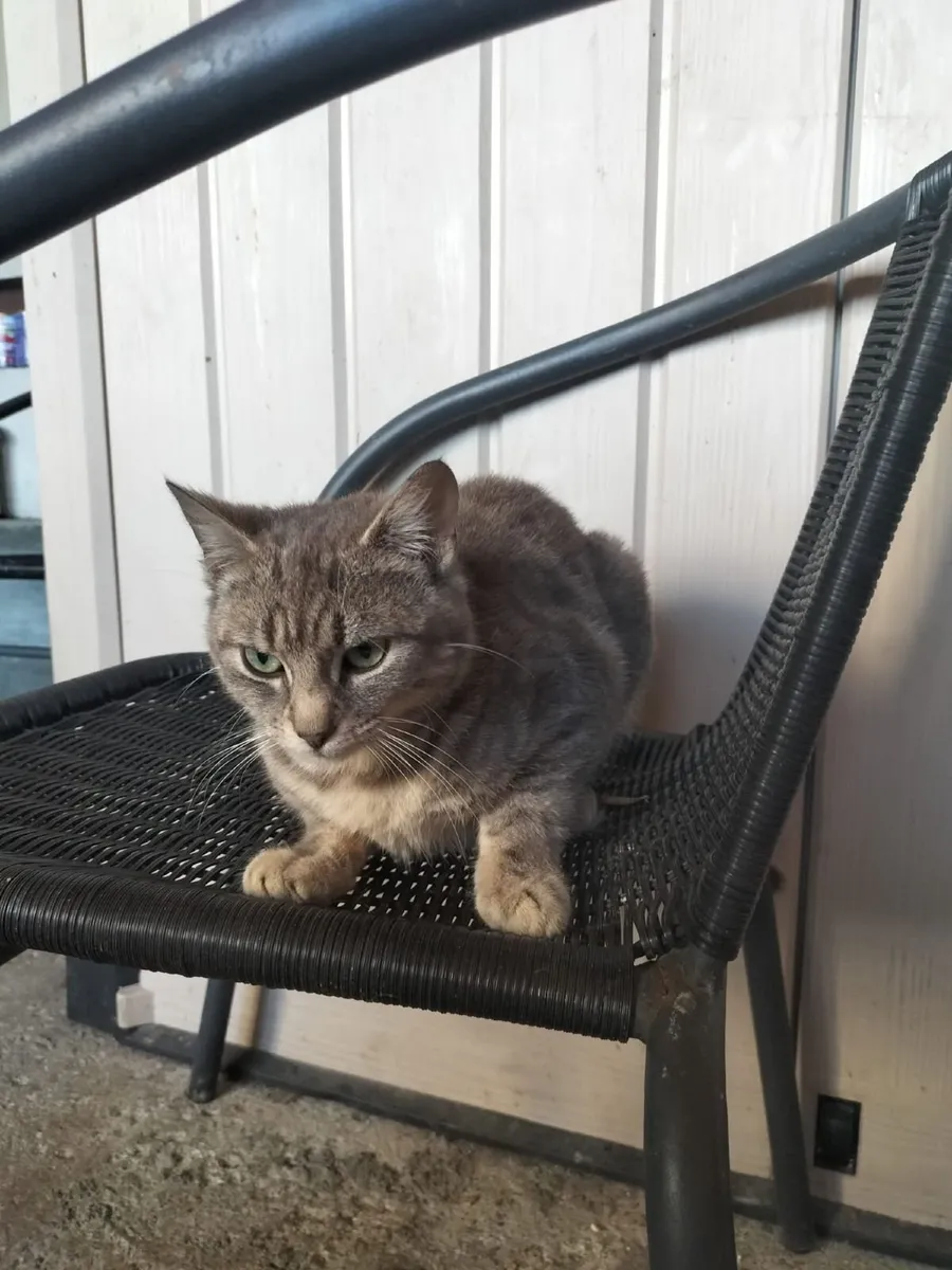 Tom (male) cat - Image 1