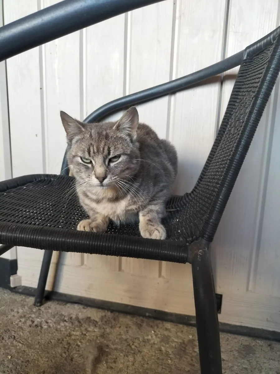 Tom (male) cat - Image 2