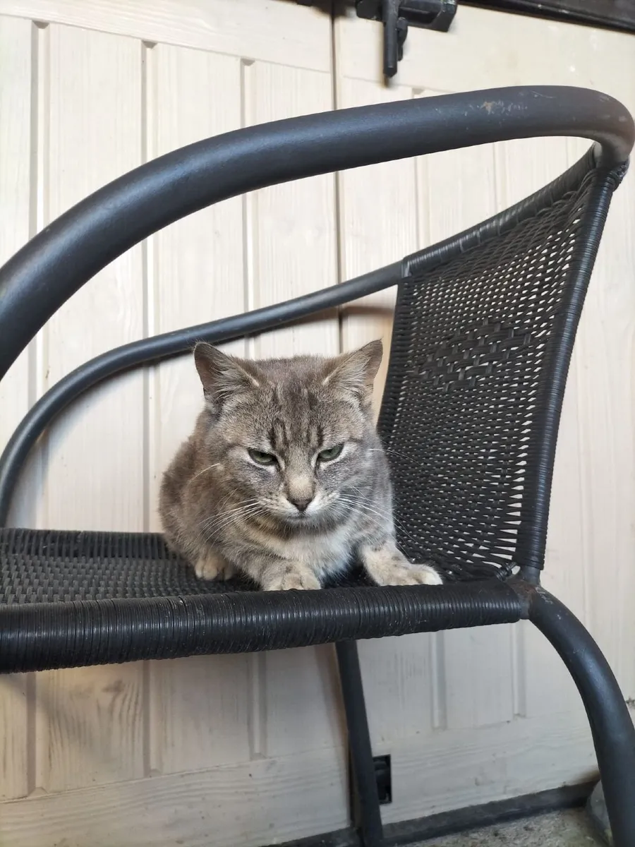 Tom (male) cat - Image 4