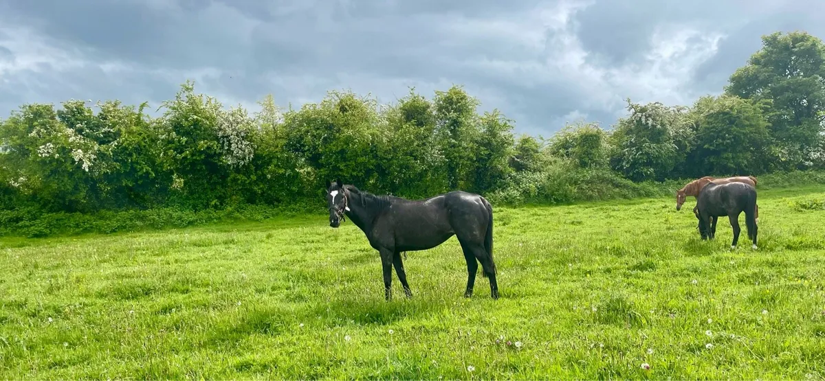 Thoroughbred Broodmare - Image 1